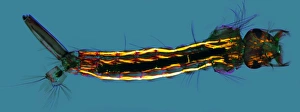 Polarised Light Micrograph Prints: Mosquito larva, light micrograph