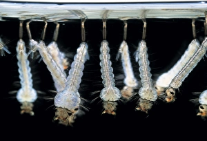 Aquatic Insects Prints: Mosquito larvae