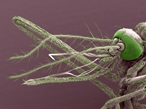 Mosquito mouthparts, SEM Mosquito mouthparts, SEM