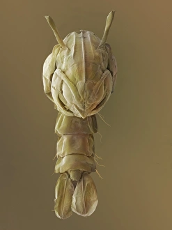 Mosquito Pupa Print, SEM Image
