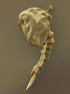 Mosquito Pupa Print, SEM Image