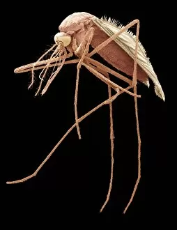Images Dated 28th October 2004: Mosquito, SEM