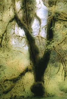 Lichen Growth On Trees Prints: Moss-covered tree