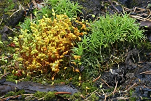 Forest Fire Recovery Prints: Mosses after forest fire