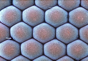 Prints of Moth eye. Coloured scanning electron micrograph (SEM) of numerous lenses making up the surface of a compound eye from a moth (order Lepidoptera). These lenses are called ommatidia Images Dated 2009 March: Moth Eye Print, SEM Image of Compound Eye Lenses