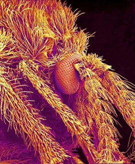 Compound Eye Insect Prints: Moth fly head, SEM