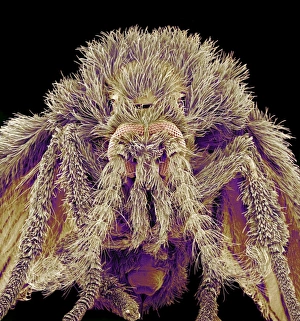 Compound Eyes Insect Prints: Moth fly, SEM