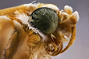 Compound Eye Anatomy Prints: Moth head C018 / 2430