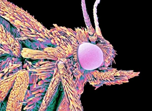 Insect Antennae Structure Prints: Moth head, SEM