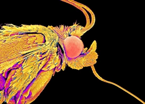 Compound Eyes SEM Prints: Moth head, SEM C015 / 8073