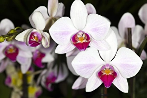 Orchid Photography Prints: Moth orchids
