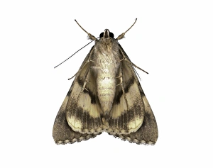 Butterfly And Moth Pictures Prints: Moth underside C016 / 2318