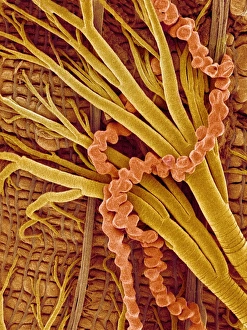 Prints of Moths interior. Scanning electron micrograph (SEM) of the trachea and Malpighi tubules of a moth (order Lepidoptera) Images Dated 2004 September: Moths Interior Print: SEM of Trachea and Malpighian Tubules