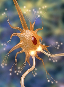 Motor neurone nerve cell and synapses Motor neurone nerve cell and synapses