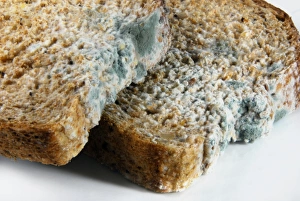Prints of Mouldy bread. The white areas are fungal mycelia, masses of thread-like structures (hyphae) that absorb nutrients. The blue-green areas are the fungal spores (reproductive structures) Images Dated 2010 March: Mouldy Bread Print
