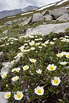 Mountain Avens Prints: Mountain Avens
