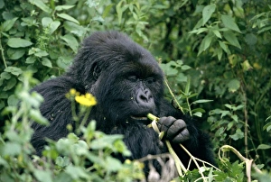 Mountain gorilla (Gorilla gorilla beringei) feeding Print