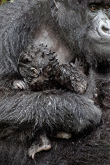 Mountain gorilla and baby Mountain gorilla and baby
