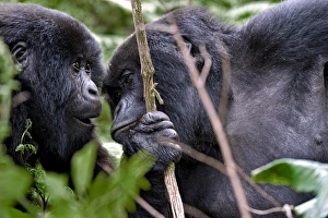 Rwanda Wildlife Photography Prints: Mountain gorillas interacting