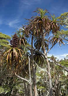 New Zealand Native Plants Prints: Mountain grass tree