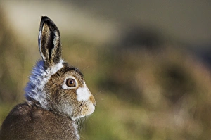 Cairngorms National Park Scotland Prints: Mountain hare