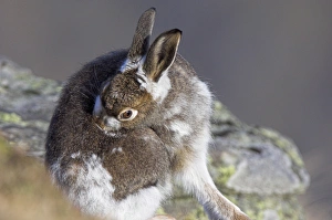 Mountain hare moulting Mountain hare moulting