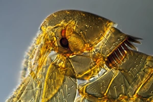 Light Microscopy Images Prints: Mouse flea, light micrograph