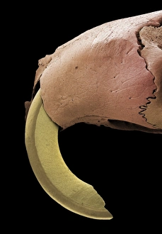 Prints of Mouse incisor. Coloured scanning electron micrograph (SEM) of a mouse (Mus musculus) incisor that has been left to grow Images Dated 2005 May: Mouse incisor Print, SEM