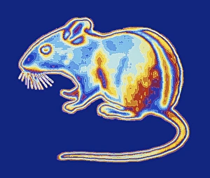 Prints of Computer artwork of a mouse depicting an infrared image of the animal like seen by some snakes. The different colours represent different temperatures Images Dated 2011 May: Infrared Mouse Print