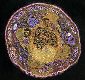 Images Dated 3rd July 2008: Mouse tail cross-section print, x85 magnification
