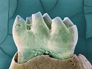 Mouse Molar Print, SEM