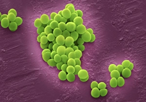 MRSA Bacteria Prints: MRSA bacteria, SEM