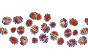 MRSA Bacteria Prints: MRSA bacteria, TEM