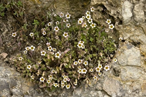 Spanish Wildflowers Prints: Mucizonia hispida