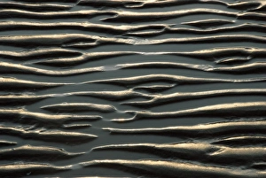 Coastal Erosion Images Prints: Mud ripples at low tide
