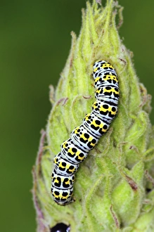 British Insects In Summer Prints: Mullein moth caterpillar
