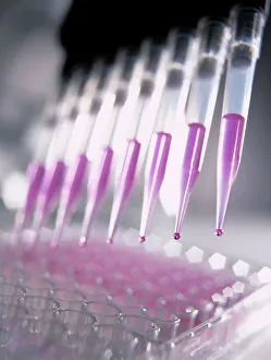 Images Dated 2003: Multi-pipette Print: Droplets of Fluid Hanging from Pipette Openings