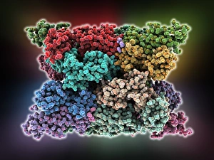 Molecular Biology Models Prints: Multiple sclerosis protein complex C015 / 3496