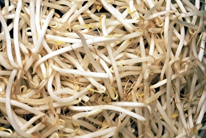 Vigna Radiata Prints: Mung bean sprouts