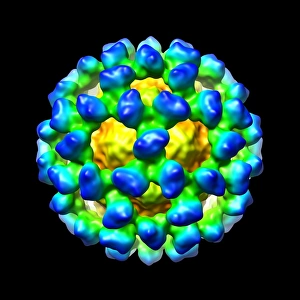Images Dated 5th March 2008: Print of Murine norovirus capsid structure
