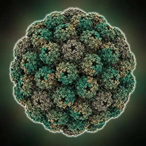 Icosahedral Symmetry In Viruses Prints: Murine polyomavirus capsid