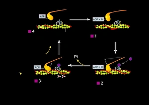 Muscle contraction, artwork Muscle contraction, artwork