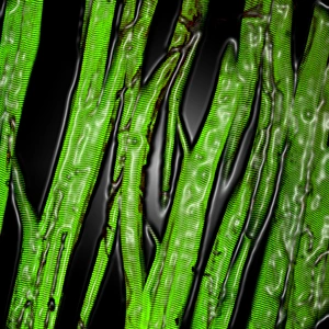 Muscle fibres Muscle fibres