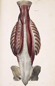 Prints of Muscles of the back, historical artwork. The skin, fascia (connective tissue), and first three layers of muscles have been removed to expose the fourth muscle layer (red) of the back Images Dated 2003 November: Muscles of the back Print, Anatomical Illustration