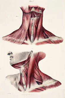 Muscles of the neck Muscles of the neck