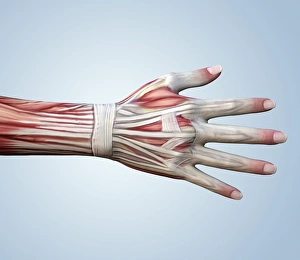 Human Hand Anatomy Prints: Muscular system of a hand