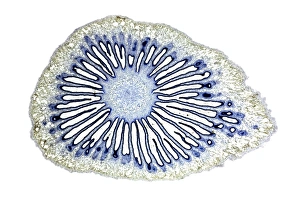Light Micrograph Images Prints: Mushroom gill cap, light micrograph