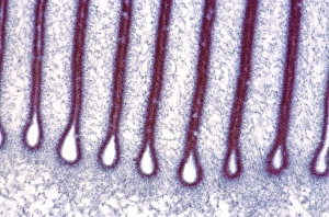 Prints of Mushroom gills. Light micrograph (LM) of a section through the gills of a mushroom, Agaricus sp. (formerly Psalliota sp.) Images Dated 2007 December: Mushroom Gills Print