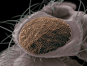 Compound Eye SEM Prints: Mutant fruit fly compound eye, SEM