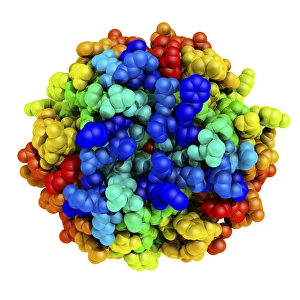 Molecular Biology Models Prints: Mutant insulin, molecular model